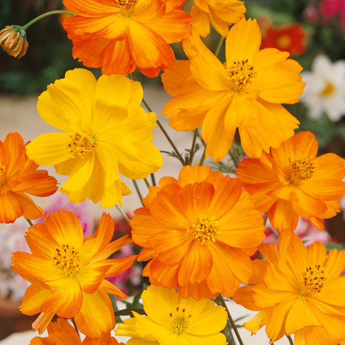 Cosmos (Sulphureus) Bright Lights (Orange/Yellow) Seed