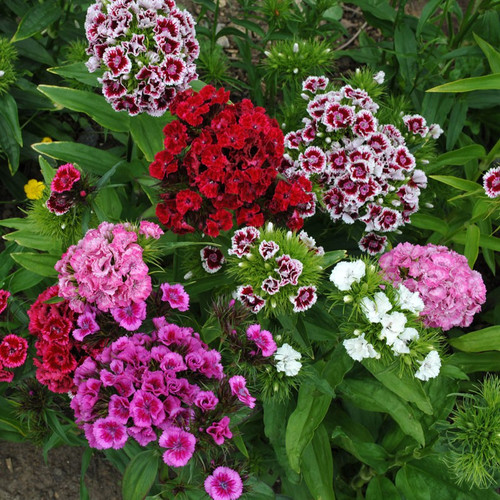 Dianthus, Sweet William, Double Mix Seed