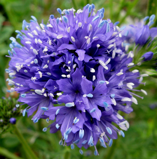 Flower Seeds/Gilia