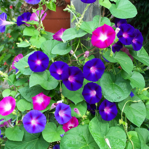 Morning Glory Mix Seed