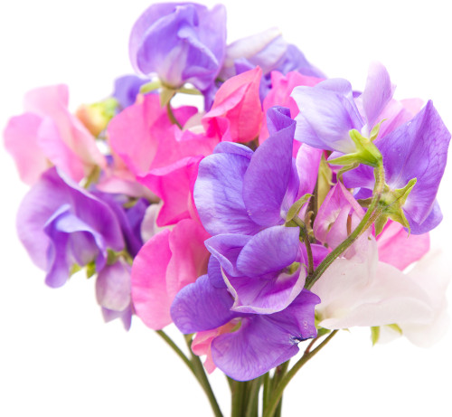 Sweet Pea, Knee High Mix (Lathyrus odoratus)  Seed