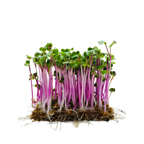 Triton Purple Stem Radish Heirloom Seed