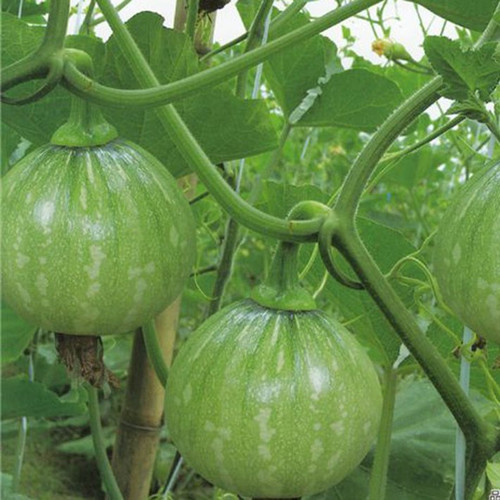 Tatume Summer Squash Heirloom Seed