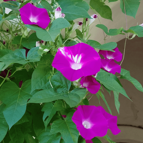 Morning Glory, Scarlet O'Hara Seed