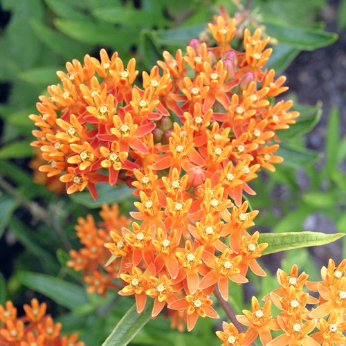 Butterfly Milkweed Seed