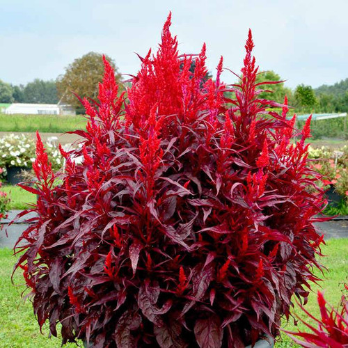 Celosia Forest Fire Scarlet Seed