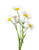 Chrysanthemum leucanthemum, Ox Eye Daisy Seed