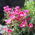 Clarkia amoena, Godetia Dwarf  Seed mix