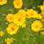 Lance Leaf Coreopsis  Seed