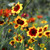 (Coreopsis Tinctoria) Plains Coreopsis, Dwarf Seed