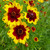 Plains Coreopsis, Tall (Coreopsis tinctoria) Seed