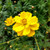 Cosmos (Sulphureus) Yellow Seed