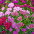 Dianthus, Sweet William, Single Mix Seed
