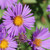 New England Aster Seed