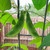 Lima Bean - Burpee Improved Bush Seed
