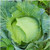 Late Flat Dutch Cabbage Seed