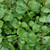 True Water Cress Seed