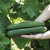 Garden Sweet Burpless F1 Cucumber Seed