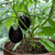 Black Beauty Eggplant Seed