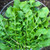 Arugula / Roquette Herb Seed