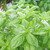 Basil, Italian Large Leaf Herb Seed