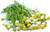 Chamomile, German Herb Seed