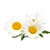 Chamomile, Roman Herb Seed