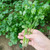 Coriander (Split Seed Cilantro) Slo-Bolting Herb Seed