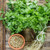 Coriander (Split Seed Cilantro) Slo-Bolting Herb Seed