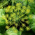 Dill, Dukat Herb Seed