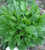 Sorrel, Large Leaf Herb Seed