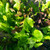 Garden Lettuce Leaf Blend Seeds