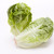 Little Gem Butterhead Lettuce Heirloom Seed