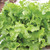 Salad Bowl - Green Leaf Lettuce Heirloom Seed