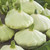 Scallop Bennings Green Tint Summer Squash Heirloom Seed