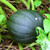 Table King Bush Winter Squash Heirloom Seed