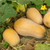 Waltham Butternut Winter Squash Heirloom Seed