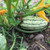 Delicata Winter Squash Heirloom Seed