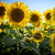 Premium Grey Stripe Sunflower Heirloom Sprouting Seeds, Non-GMO