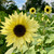 Lemon Queen Sunflower Heirloom Seed