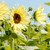 Lemon Queen Sunflower Heirloom Seed