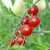 Red Cherry Large Tomato Heirloom Seed