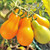 Yellow Pear Tomato Heirloom Seed