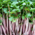 1 Pound - Sprouting Seeds Radish Mix 1/2 Pound Daikon Radish and 1/2 Red Rose Radish