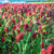 Crimson Clover Seed