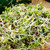 Sprouting Starter Kit - Easy Sprouter and 1lb Broccoli, Radish, Alfalfa Seed Mix