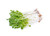 Kale and Radish Sprouting Seed and Microgreen Mix; Premier Kale and Rambo Radish