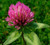 Chemical Free Sprouting Seeds Red Clover 1 Pound