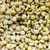 Green Lentil By the Pound