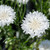 Bachelor Button (Centaurea cyanus) Tall White Seed